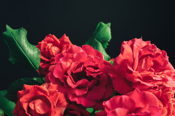 Poster - Beautiful fresh roses. Red neon  rose close up. Bright macro background.