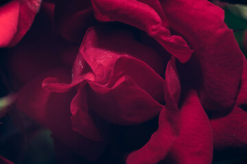 Poster - Beautiful fresh roses. Red neon  rose close up. Bright macro background.