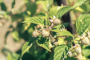Poster - Close up of beautiful fresh green raspberries on a raspberry bush, on a farm. Background fresh's young berries. Macro photography view.