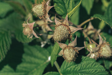 Poster - Close up of beautiful fresh green raspberries on a raspberry bush, on a farm. Background fresh's young berries. Macro photography view.