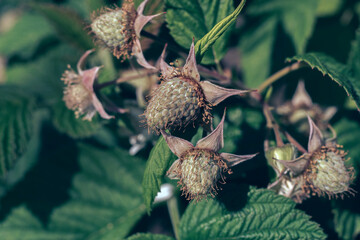 Poster - Close up of beautiful fresh green raspberries on a raspberry bush, on a farm. Background fresh's young berries. Macro photography view.