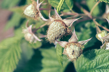 Poster - Close up of beautiful fresh green raspberries on a raspberry bush, on a farm. Background fresh's young berries. Macro photography view.