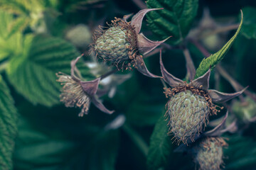 Poster - Close up of beautiful fresh green raspberries on a raspberry bush, on a farm. Background fresh's young berries. Macro photography view.