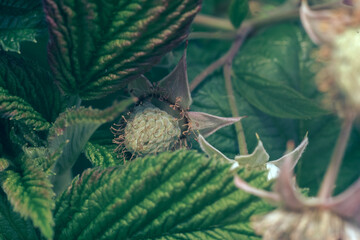 Poster - Close up of beautiful fresh green raspberries on a raspberry bush, on a farm. Background fresh's young berries. Macro photography view.