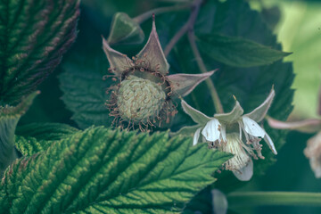 Poster - Close up of beautiful fresh green raspberries on a raspberry bush, on a farm. Background fresh's young berries. Macro photography view.