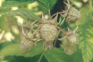 Poster - Close up of beautiful fresh green raspberries on a raspberry bush, on a farm. Background fresh's young berries. Macro photography view.