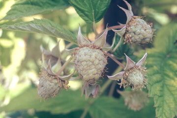 Poster - Close up of beautiful fresh green raspberries on a raspberry bush, on a farm. Background fresh's young berries. Macro photography view.