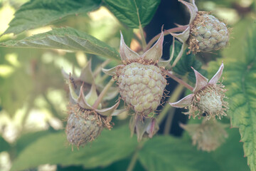 Poster - Close up of beautiful fresh green raspberries on a raspberry bush, on a farm. Background fresh's young berries. Macro photography view.