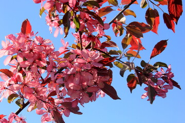 Wall Mural - Decorative apple in a full bloom in a farm garden. Apple tree with pink flowers 