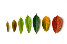 Cycle Of Leaves From Young Leaf To Old Leaf With Change In Leaf Color