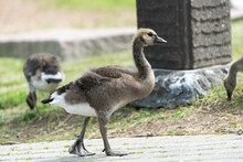Isolated Canada Goose Goslings