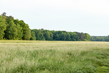 landscape with trees