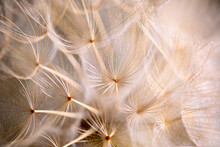 Winged Seeds Of Dandelion Head Plant