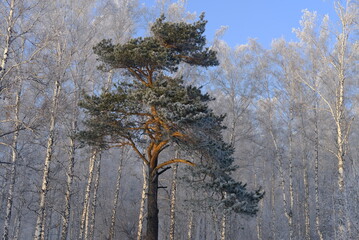 Wall Mural - trees in winter