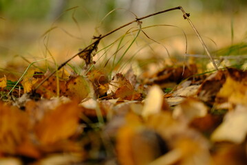 Wall Mural - autumn leaves in the grass