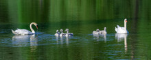 White Mother Swan Swimming With Cygnets
