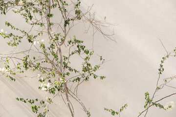 Red and white flowers branch, leaves on neutral beige concrete wall. Natural floral minimal background.