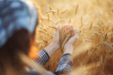A Close-up Shot Of A Girl Holding Ears Of Ripe Wheat In Her Hands. Photo Of A Girl With Wheat In Her Hands. The Farmer Checks The Wheat Grains. Rich Harvest Concept.