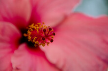 Close Up Of Pink Hibiscus Flower