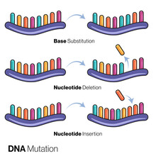 Types Of Gene Or DNA Mutation Illustration.