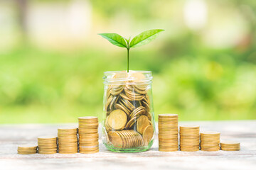 Wall Mural - money for business investment finance and banking concept. green plant leaves growth up on row of saving coin stack on wood table with green blur nature background.