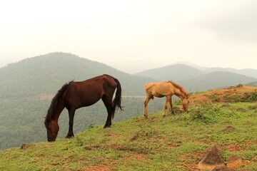 horses in the mountains