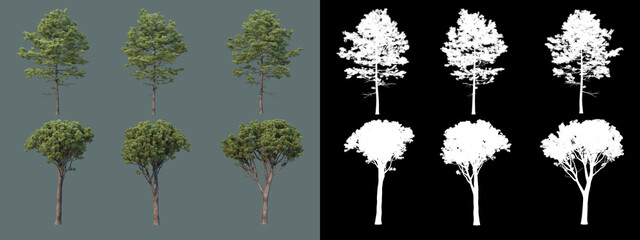 various types of trees
