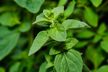 Oregano plant detail