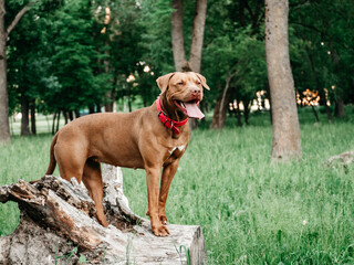 Lovable, pretty puppy of chocolate color. Close-up, indoors. Day light. Concept of care, education, obedience training, raising pets