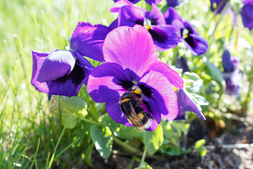 Wall Mural - big bumblebee sitting on a flower