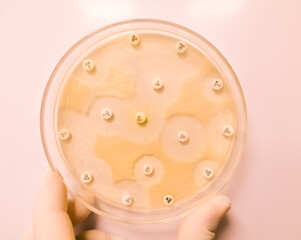 Wall Mural - Antimicrobial susceptibility testing in petri dish with Muller Hinton agar medium,Susceptibility of Staphylococcus aureus bacteria