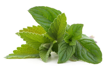 Wall Mural - Mint and lemon balm leaves.