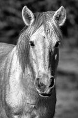 Salt River Wild Horses