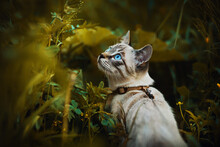 A Cute Thai Tabby Cat With Blue Eyes, Dressed In A Harness, Walks Among The Tall Dark Grass And Yellow Wildflowers On A Summer Day. Walking A Pet In Nature.