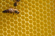 Honey bee queen
