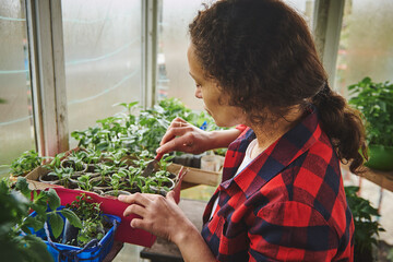 Female gardener fertilizing soil and engaged in growing basil leaves in home greenhouse