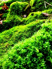 green moss on the stone