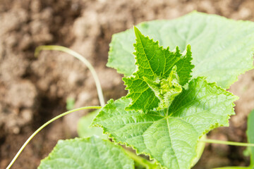 Wall Mural - Cucumber seedlings grow in the garden in the summer in the greenhouse