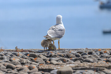 Wall Mural - Mother Seagull with two Babies