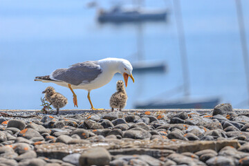 Wall Mural - Mother Seagull with two Babies