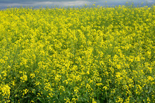 Rapeseed Blooming Field. An Agricultural Field Of Rapeseed, Brassica Napus With Yellow Blossoms Grown For Rapeseed Oil. Yellow Blooming Field Background.