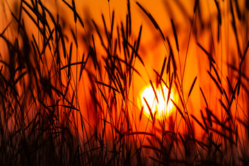 Sunset through the grass. Beautiful golden hour sun. Sunset in the field