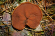 Brown fruitbody of Pig's Ears (Discina perlata or Discina ancilis), an edible early spring species of fungi, growing in the forest. Place for text. Top view.