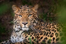 Amur Leopard, Panthera Pardus Orientalis, Portrait Of A Large Feline Beast