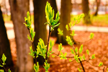 leaves in the forest