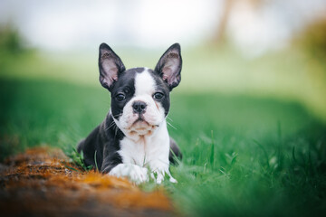 Wall Mural - Boston terrier posing in the park outside. Dog in green grass and flowers around. Puppy in kennel with pedigree