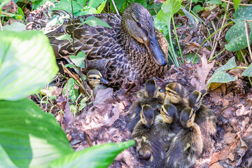 Adorable newly hatched baby ducks and mother duck