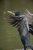 Fototapeta  - Great Cormorant shaking water off