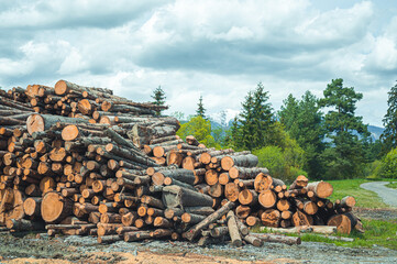 Log spruce trunks pile. Sawn trees from the forest. Logging timber wood industry. Cut trees along a road prepared for removal.