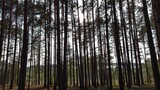 Fototapeta  - Sosnowy las w słoneczny letni dzień